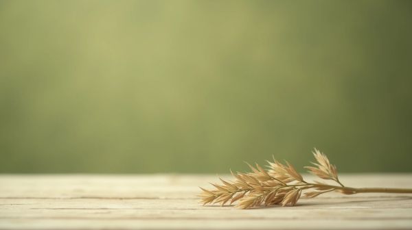 Comment choisir du CBD Bio de qualité pour votre bien-être ?