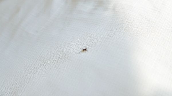 Comparatif des housses anti acarien pour une literie saine