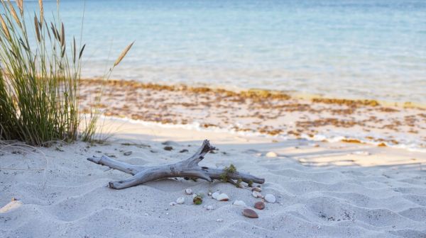 Découvrez pourquoi la mousse de mer est un superaliment incontournable