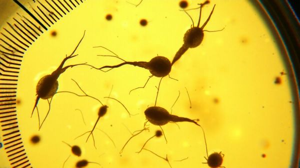 Explorer les pathologies du sperme et leur impact sur la fertilité